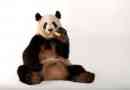 A big panda már nem egy kihalás